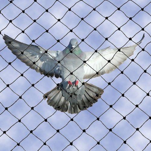 Pvc bird spike services Hover